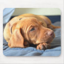 Recherche de patte chiot tapis souris Animal