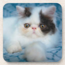 Search for longhair barware Cute