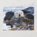 Recherche de varech cartes postales Océan