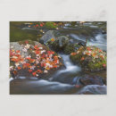 Search for chucks postcards Nature