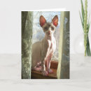 Recherche de sphynx chat vœux cartes Animaux