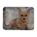 Search for yorkies magnets Puppy