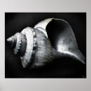 Search for whelk Ocean