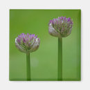 Recherche de fleurs sauvages magnets Jardin