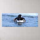 Search for merganser duck Animals