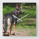 Recherche de bergers horloges Gsd