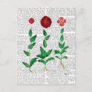 Search for carnation postcards Steampunk