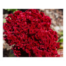 Recherche de velours rouge posters Floral