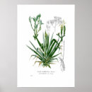 Recherche de agave posters Fleur