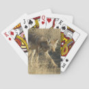 Search for predator playing cards Nature photography