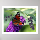 Recherche de buddleia posters Faune