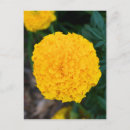 Search for single yellow postcards Petals