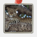 Search for spots ornaments Black