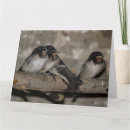 Search for swallow cards Bird