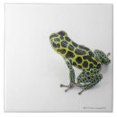Search for green frog tiles Animal