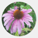 Search for purple coneflower stickers Nature