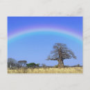 Search for african tree postcards Tarangire national park