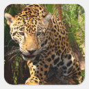 Search for jaguars stickers Panthera onca