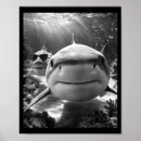 Search for shark posters Photography