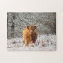 Search for highland cattle puzzles Bull