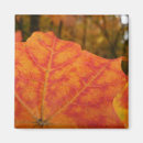 Search for red maple leaf magnets Fall