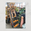 Search for squash postcards Pumpkins