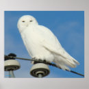 Recherche de hibou neigeux posters Photographie de la nature