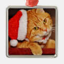 Search for orange and white cat ornaments Cute