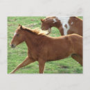 Recherche de galopant cheval cartes postales Équin