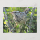 Search for wrens postcards Animal