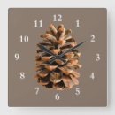 Search for pine clocks Tree