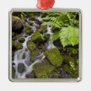 Recherche de mousse ornements Nature