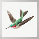 Recherche de petits oiseaux posters Mignon