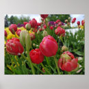 Recherche de tulipe rouge posters Anniversaire