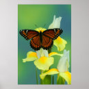 Search for large butterfly posters Daisy