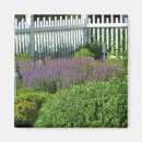 Recherche de fleurs de lavande magnets Botanique