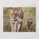 Search for lion cub postcards African