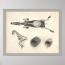 Recherche de squelette cheval posters Vintage