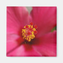 Search for macros magnets Pink