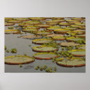 Recherche de pantanal posters Aquatique