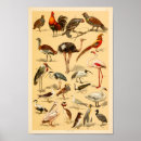 Search for antique flamingo posters Birds
