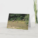 Search for turkey birthday cards Photography