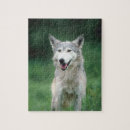Recherche de portrait gris loups loups gris puzzles Nature