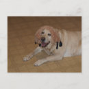 Recherche de labrador jaune cartes postales Drôle