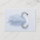 Recherche de cygnes blancs cartes visite Sauvage