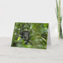 Search for chimpanzee cards Wildlife
