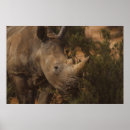 Search for rhinos posters Wild