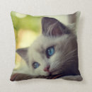 Recherche de ragdoll coussins Chaton