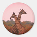 Search for south africa magnets Giraffes
