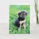 Search for german shepherd puppy cards Animal